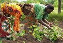ReDIAL Project Supports Over 320 women farmers In Ghana with improved threshing technology